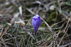 Crocus heuffelianus