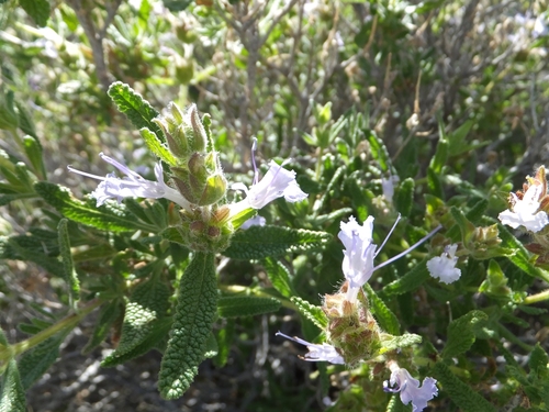desert sage (Salvia eremostachya)