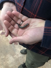 Plethodon caddoensis