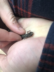 Plethodon caddoensis