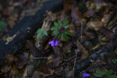 Cardamine glanduligera