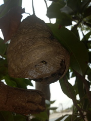 Polybia occidentalis