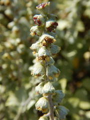 Ambrosia chenopodiifolia