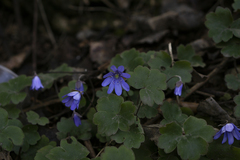 Hepatica transsilvanica