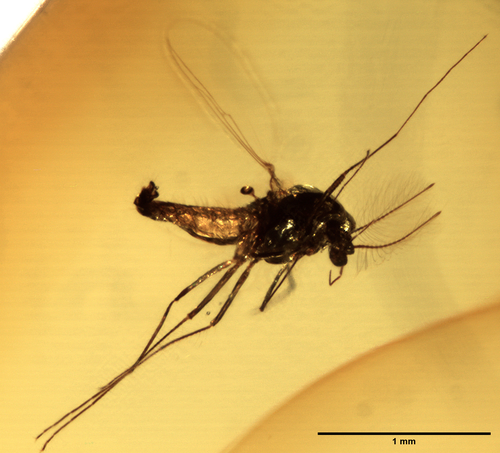 Rheosmittia