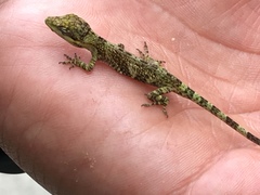 Anolis heterodermus