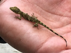 Anolis heterodermus