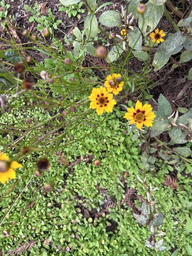 Foto de Margarida-dourada