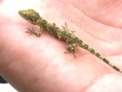 Anolis heterodermus