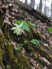 Prosartes maculata