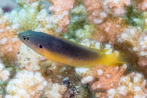 Olive dottyback (Pseudochromis olivaceus) — Pseudochromidae