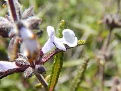 Salvia brandegeei