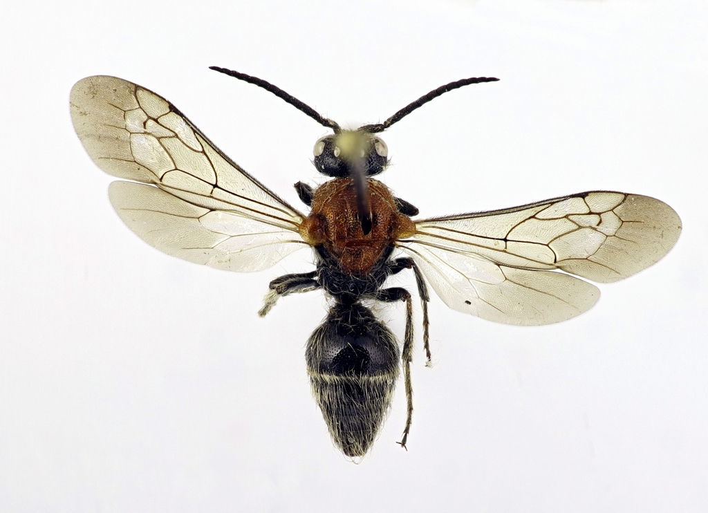 Physetopoda lucasii