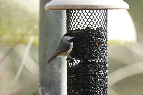 Carolina Chickadee photographed in Louisiana