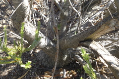 Leucadendron thymifolium