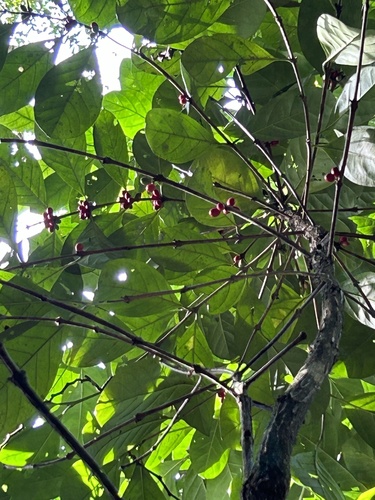 Coffea liberica observed 2024-01-30