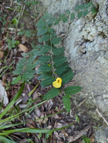 Image of Chamaecrista glandulosa by (c) Tom and T Herman, some rights reserved (CC BY)