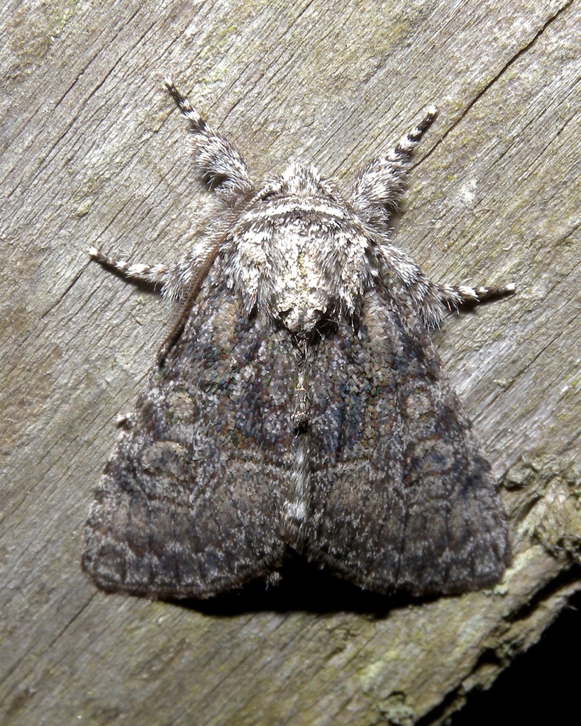 Broth Moth Brother Moth from Long Island, Southold, NY, US on June 21, 2014 at 11: ...