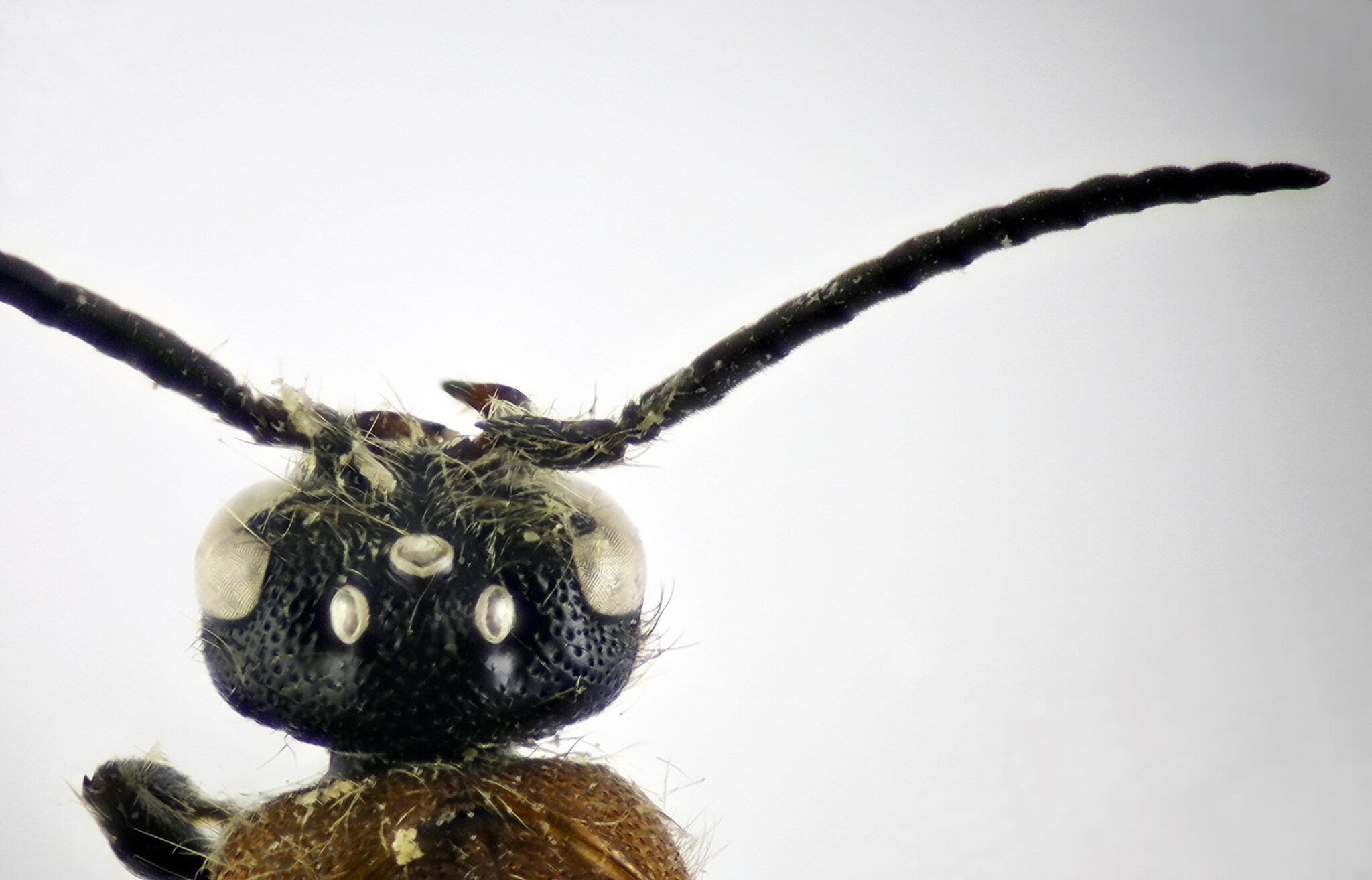 Physetopoda