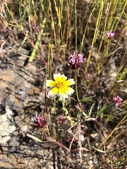 Layia gaillardioides
