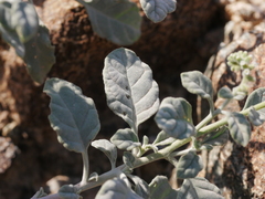 Heliotropium lasiocarpum