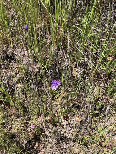 iNaturalist observation photo of blue dicks