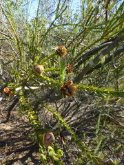 Leucadendron thymifolium