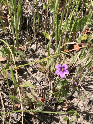 iNaturalist observation photo of Mediterranean Stork's-bill