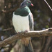 New Zealand Pigeons - Photo (c) Duncan, some rights reserved (CC BY-SA)