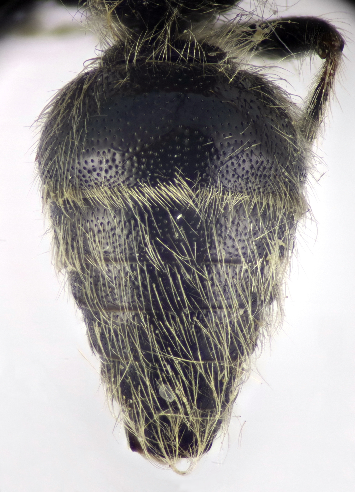 Physetopoda