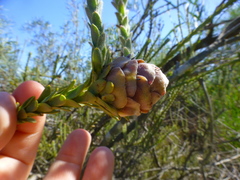 Leucadendron thymifolium
