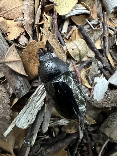 Streptocerus speciosus