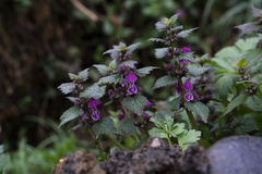 Lamium maculatum