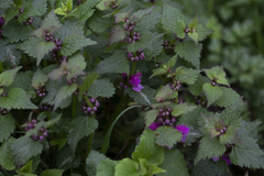 Lamium maculatum
