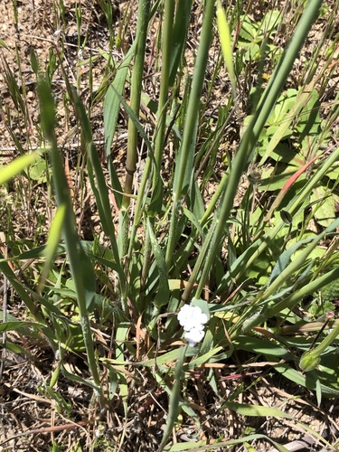 iNaturalist observation photo of flowering plants