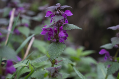 Lamium maculatum