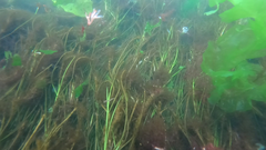 Australian Seagrass (Zostera nigricaulis)