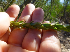 Leucadendron thymifolium