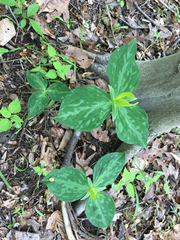 Melanthiaceae