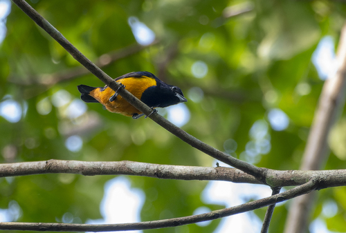 Rufous-bellied Euphonia (Euphonia rufiventris), photo 5