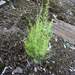 Wild Asparagus - Photo (c) Станислав, some rights reserved (CC BY-NC), uploaded by Станислав