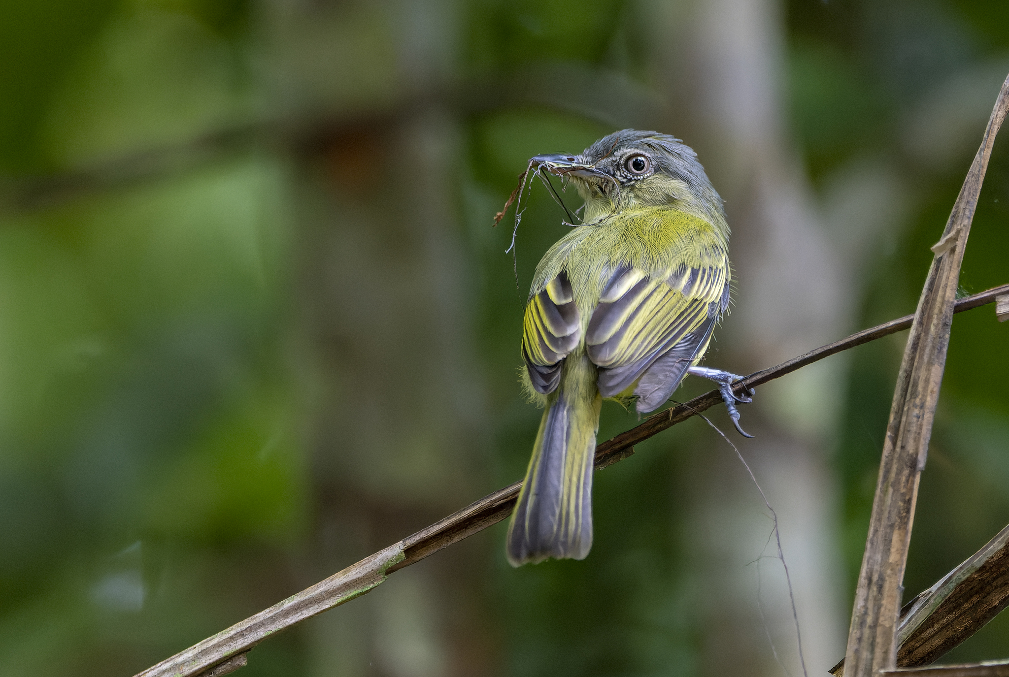Yellow-margined Flatbill (Tolmomyias assimilis), photo 3