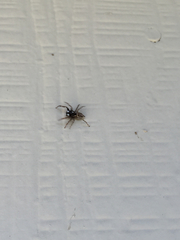 Menemerus semilimbatus