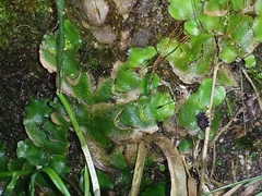 Lunularia cruciata