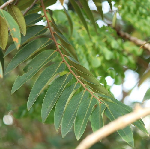 Foto de Pindaíba