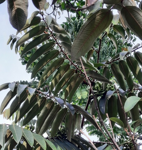 Foto de Pindaíba-do-brejo
