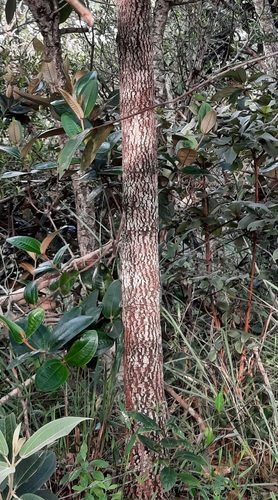 Foto de Pindaíba