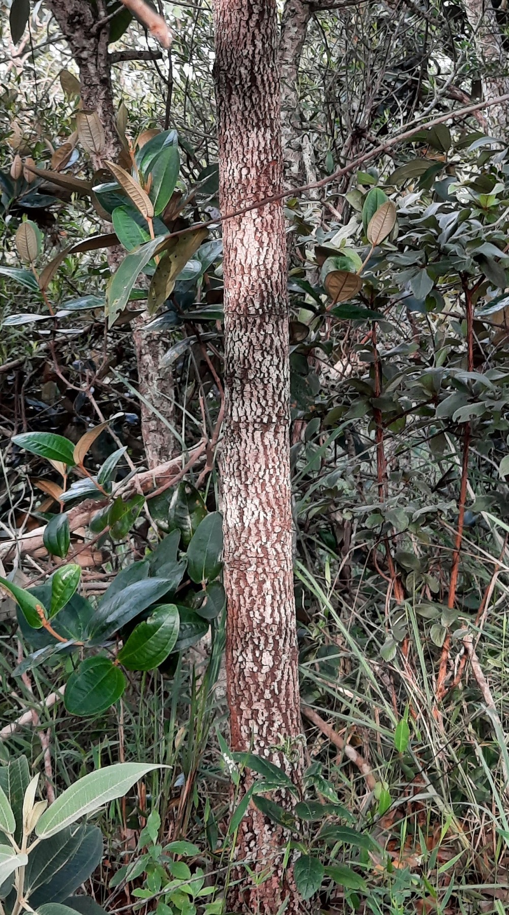Imagem de Pindaíba-do-brejo