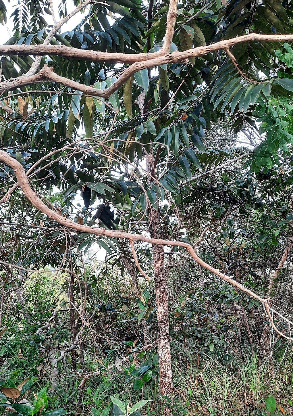 Imagem de Pindaíba-do-brejo