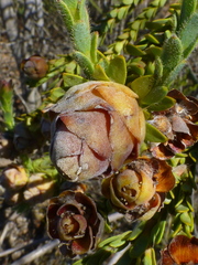 Leucadendron thymifolium
